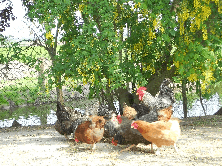 Feeding chickens & birds